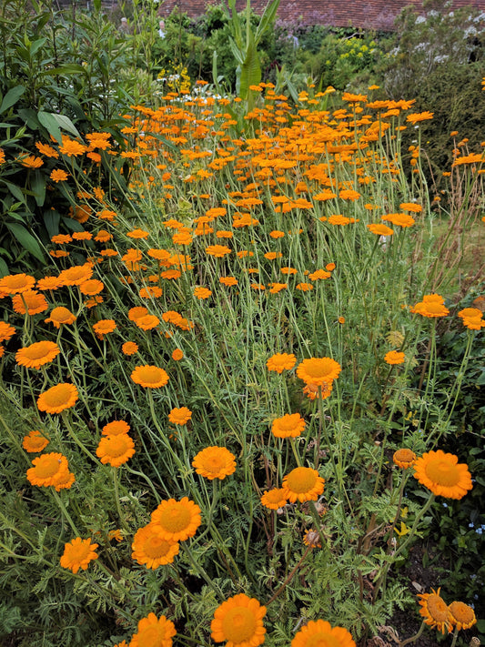 Orange Marguerite Daisy Flower Seeds for Planting – Heirloom Non-GMO Garden Seeds