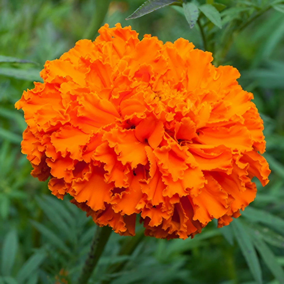 Marigold flower seeds