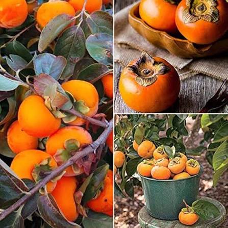 Orange Persimmon Fruit Seeds for Planting – Heirloom Non-GMO Garden Seeds