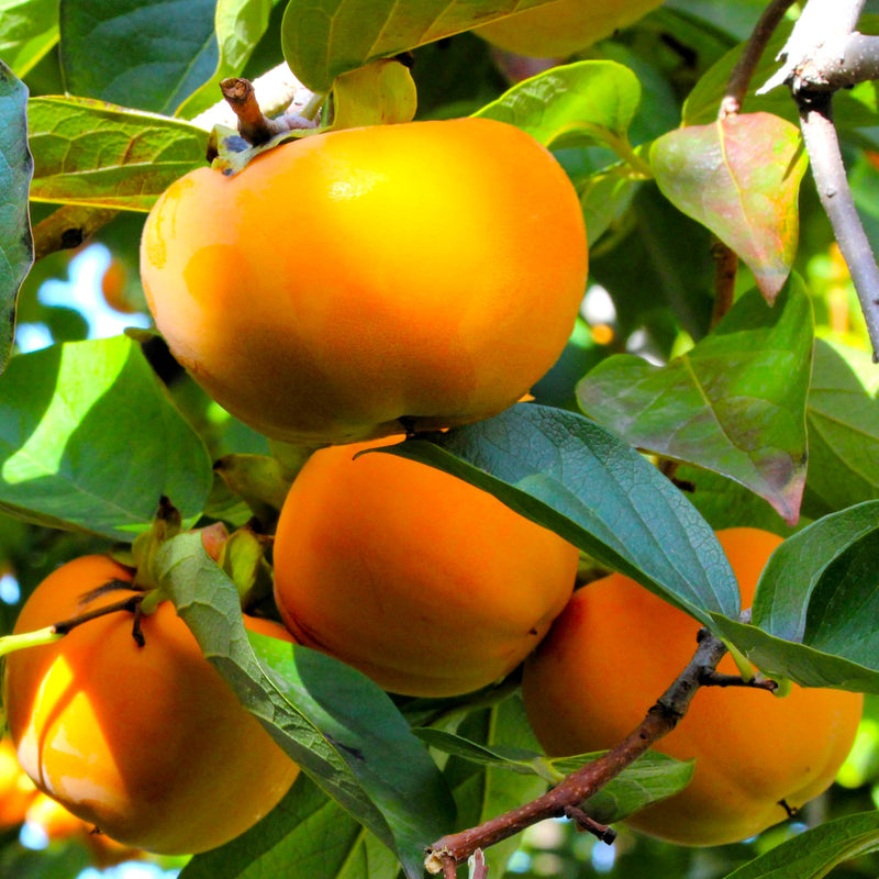 Orange Persimmon Fruit Seeds for Planting – Heirloom Non-GMO Garden Seeds