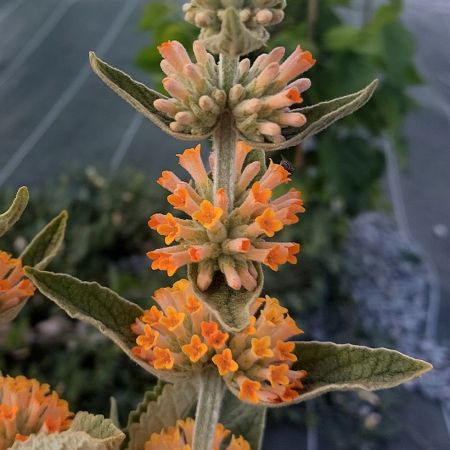 Orange Pink flower seeds