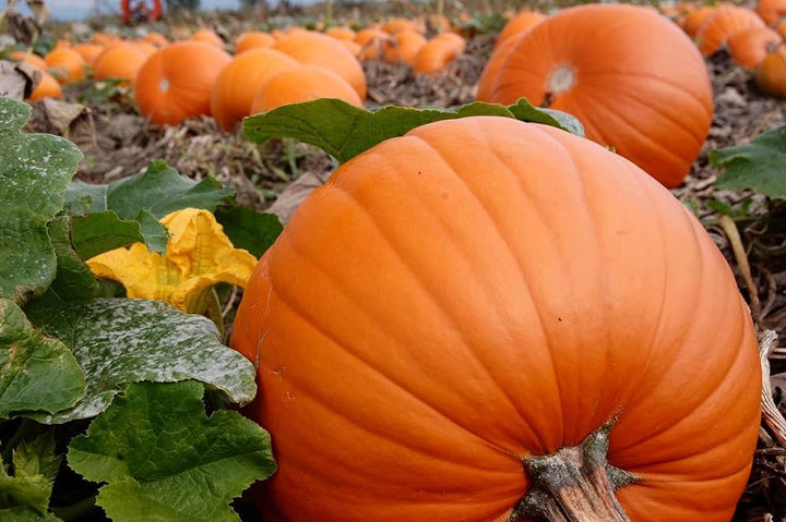 Orange Pumpkin Seeds