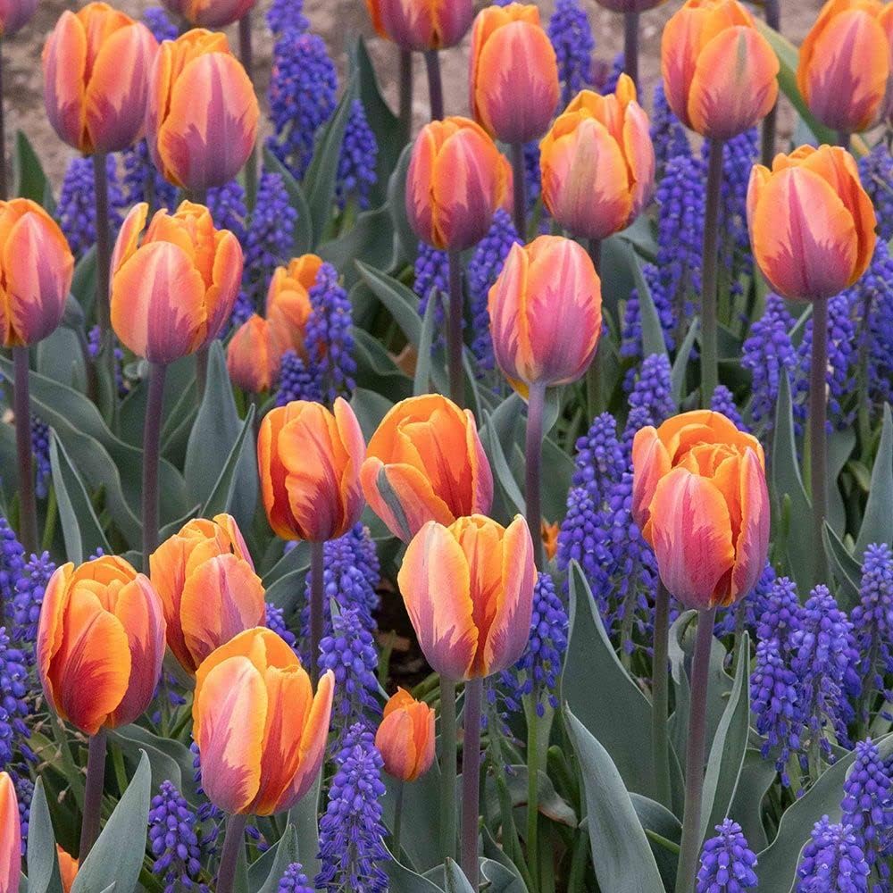 Orange Purple flower seeds