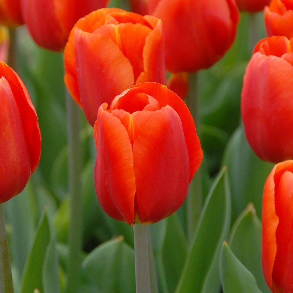 Orange Red flower seeds