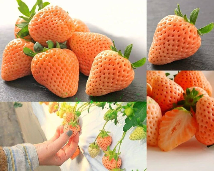 Orange strawberries growing on healthy green strawberry plants in a home garden