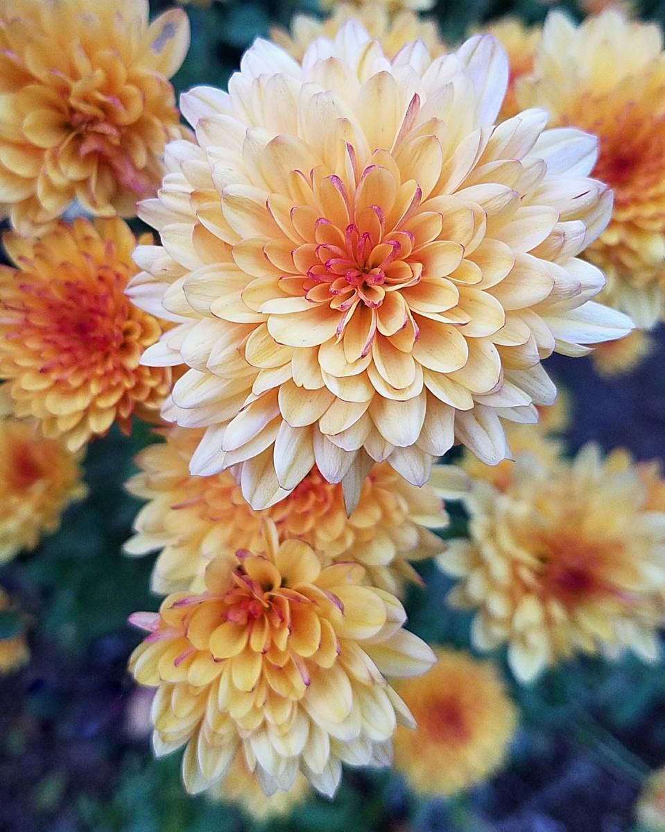 Orange White Chrysanthemum flower blooms growing in a garden