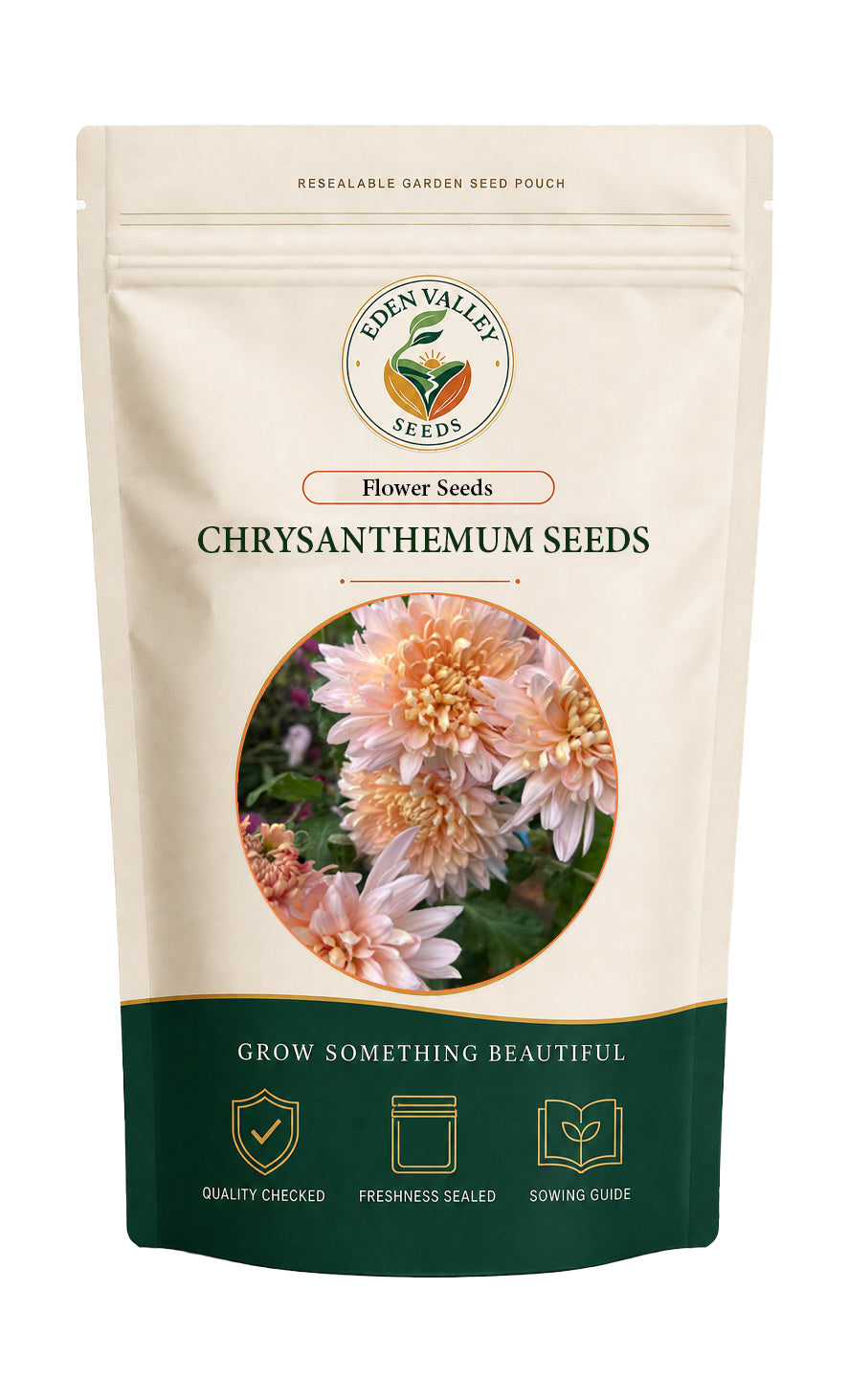 Orange White Chrysanthemum Seeds for growing colorful flowering plants in garden beds