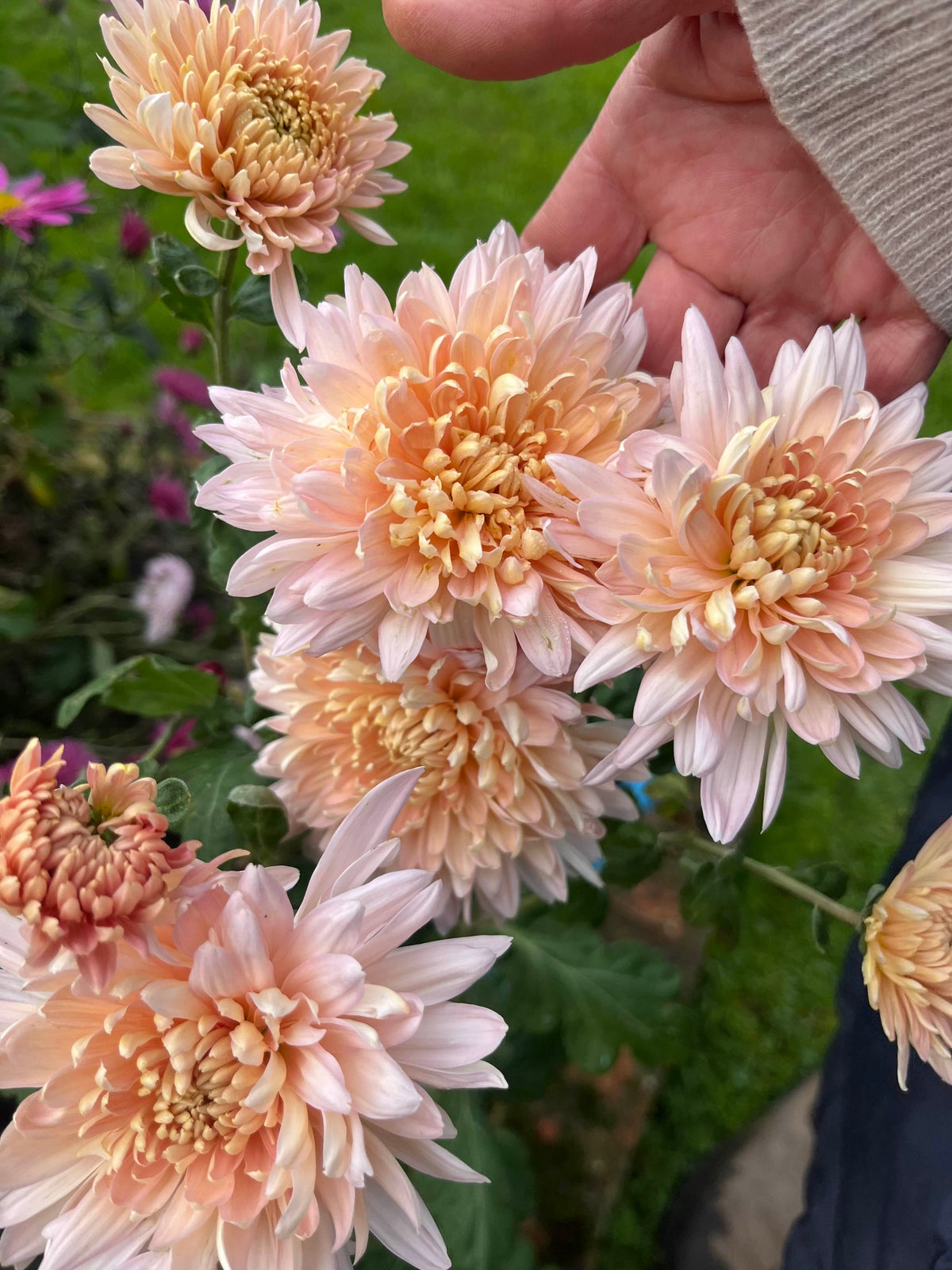 Orange White Chrysanthemum flower blooms growing in a garden