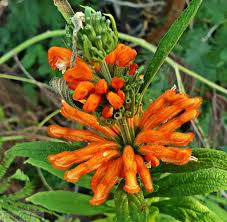 Orange Wild Dagga Flowers