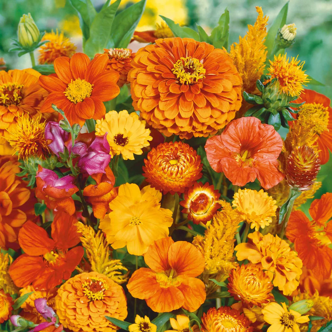 Malve flower seeds