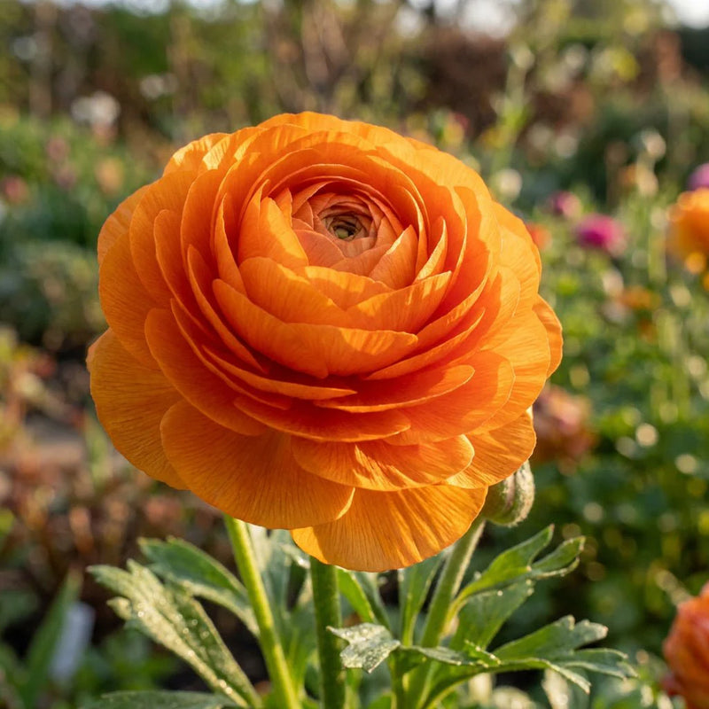 Persian Buttercup Flower Seeds for Planting – Heirloom Non-GMO Garden Seeds