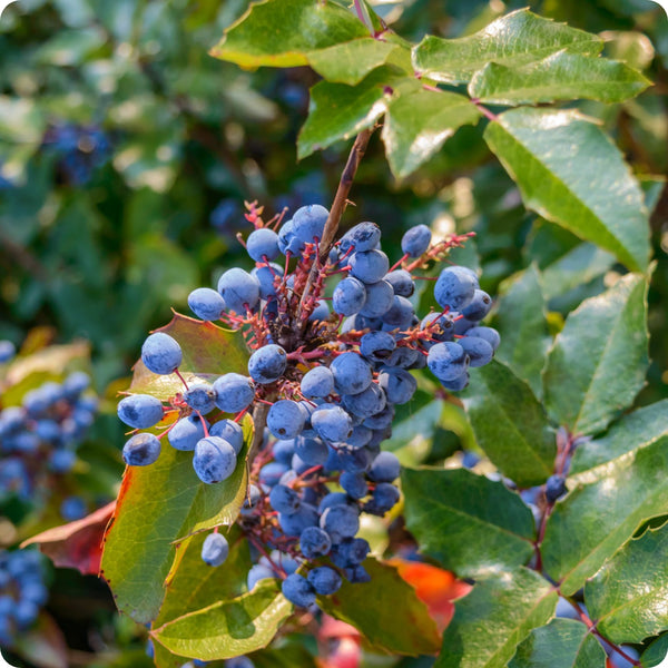 oregon grape seeds