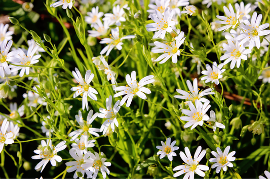 Organic Chickweed Herb Seeds for Planting – Heirloom Non-GMO Garden Seeds