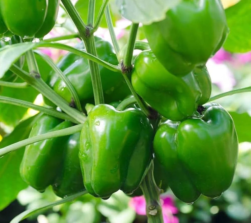 Emerald Giant Pepper Seeds for Planting – Heirloom Non-GMO Garden Seeds