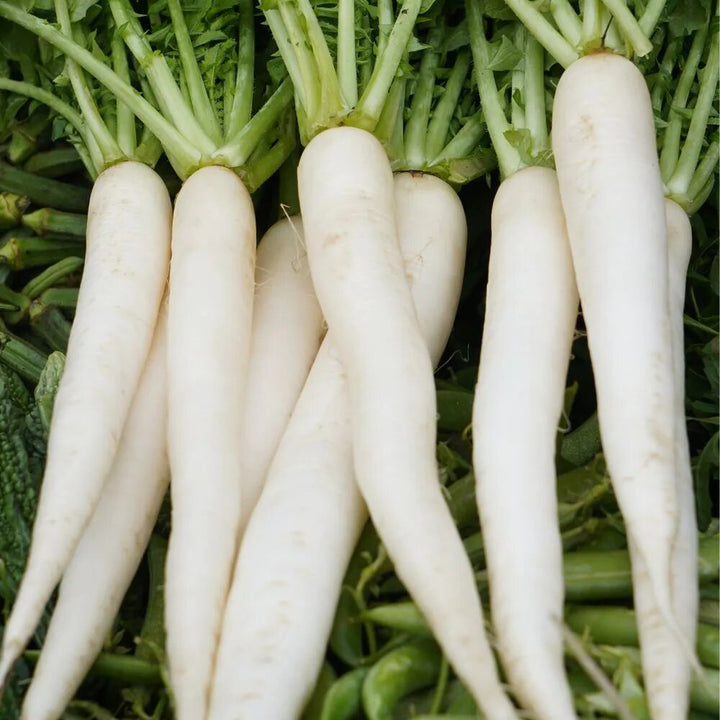Organic Radish Seeds for Planting – Heirloom Garden Radish Seeds