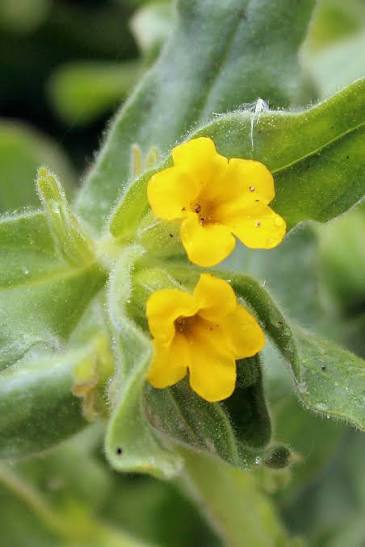 Oriental alkanet (Alkanna orientalis) flowering plant with bright yellow blooms and green foliage growing in a sunny, well-drained garden.