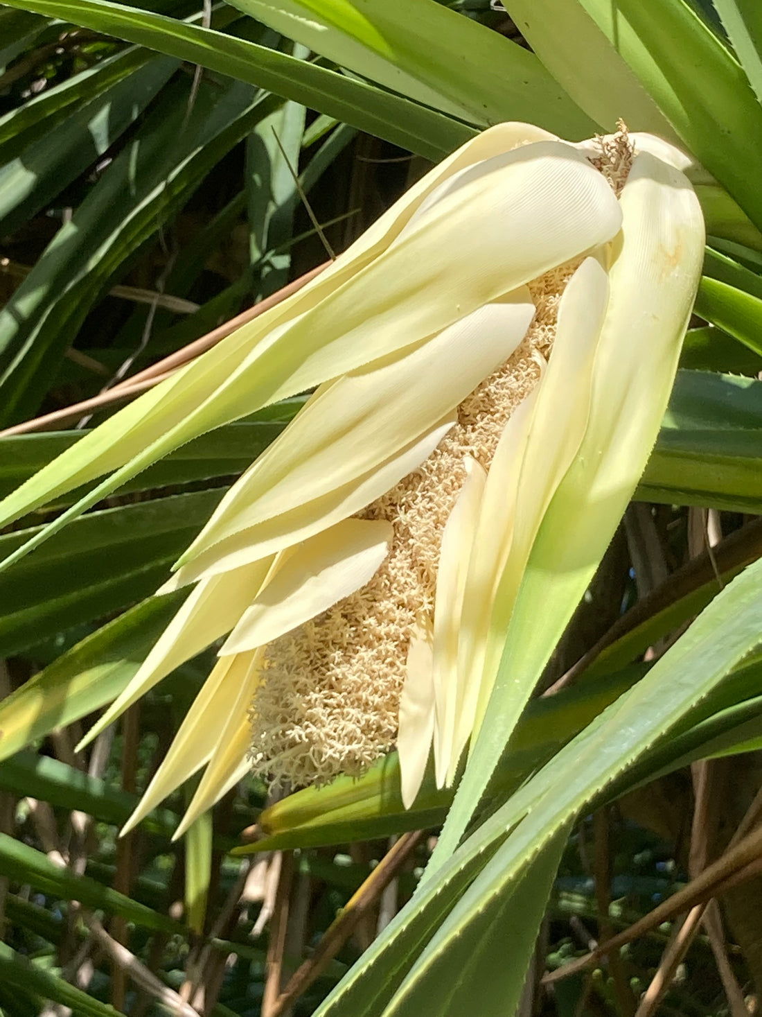 Screwpine flower seeds