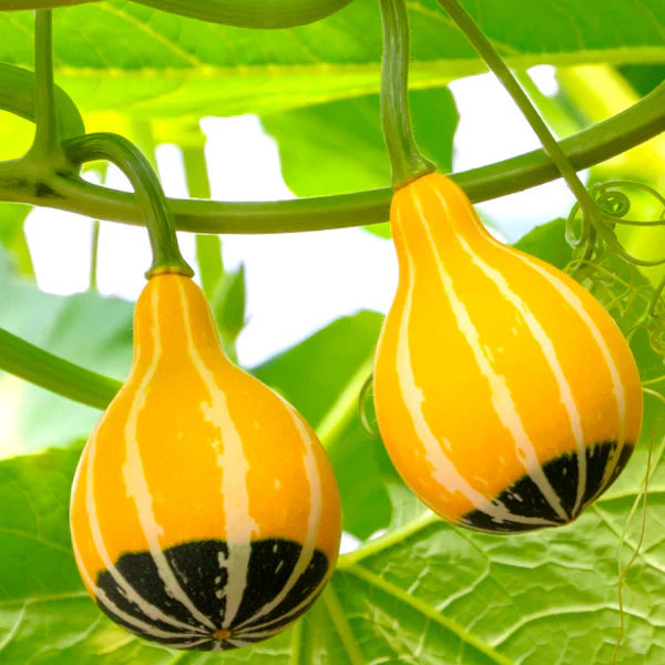 Ornamental Gourd Seeds for Planting – Heirloom Non-GMO Garden Seeds