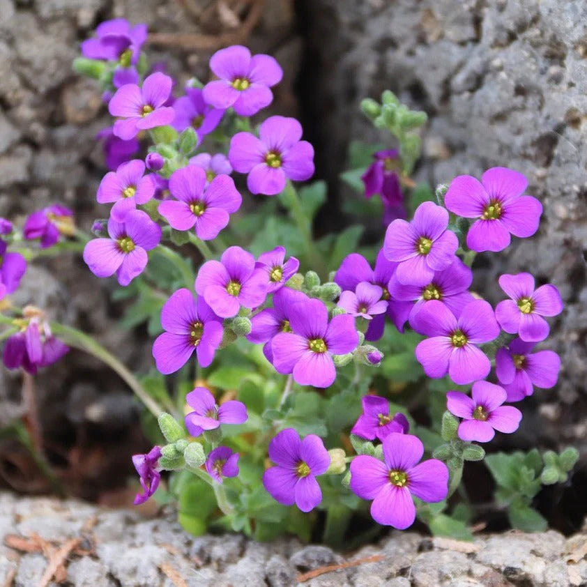Light Violet flower seeds