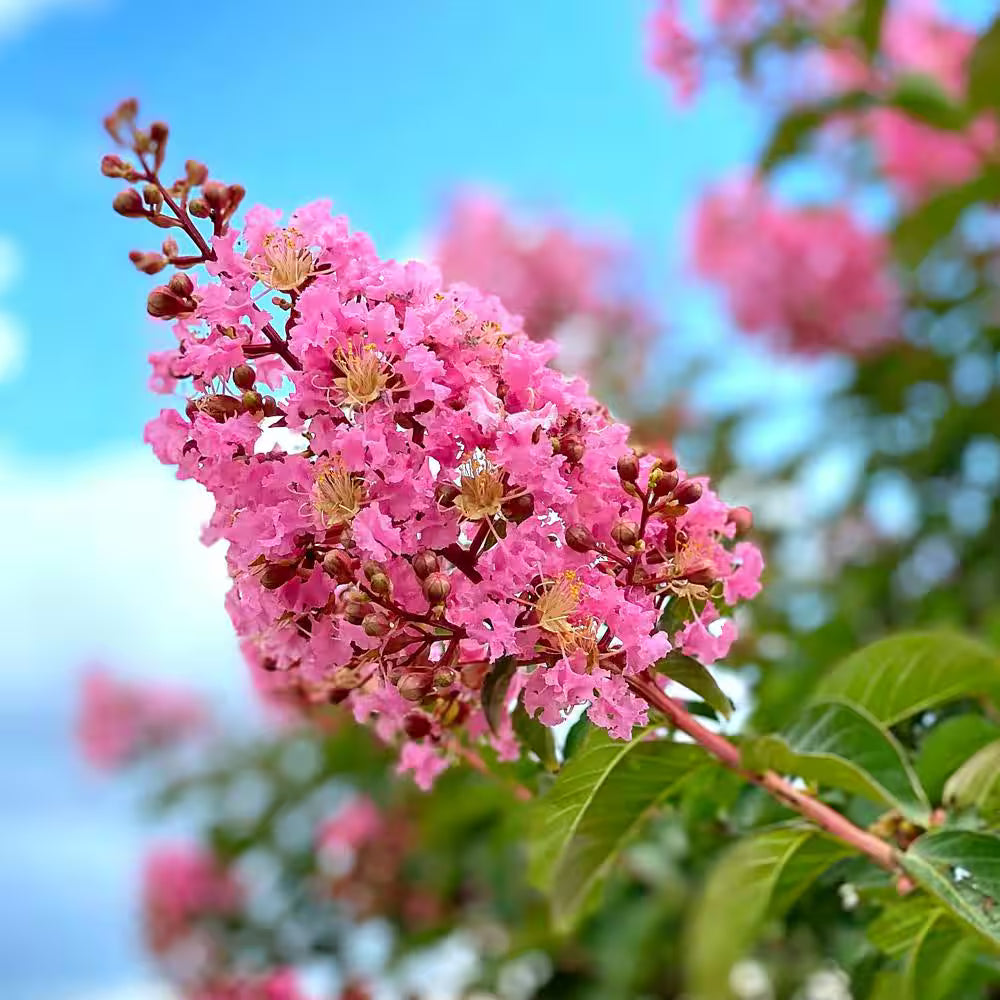Pink Crepe flower seeds