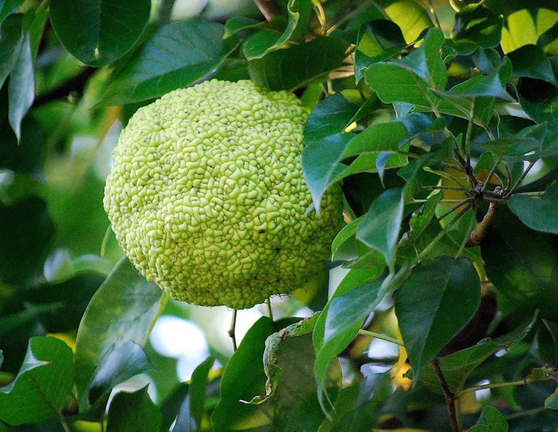 Osage Orange Maclura pomifera Tree Seeds for Planting – Hardy Tree Seeds