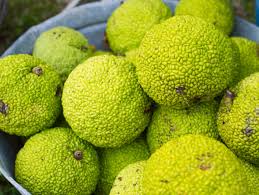 Osage Orange Fruit Seeds for Planting – Heirloom Non-GMO Garden Seeds