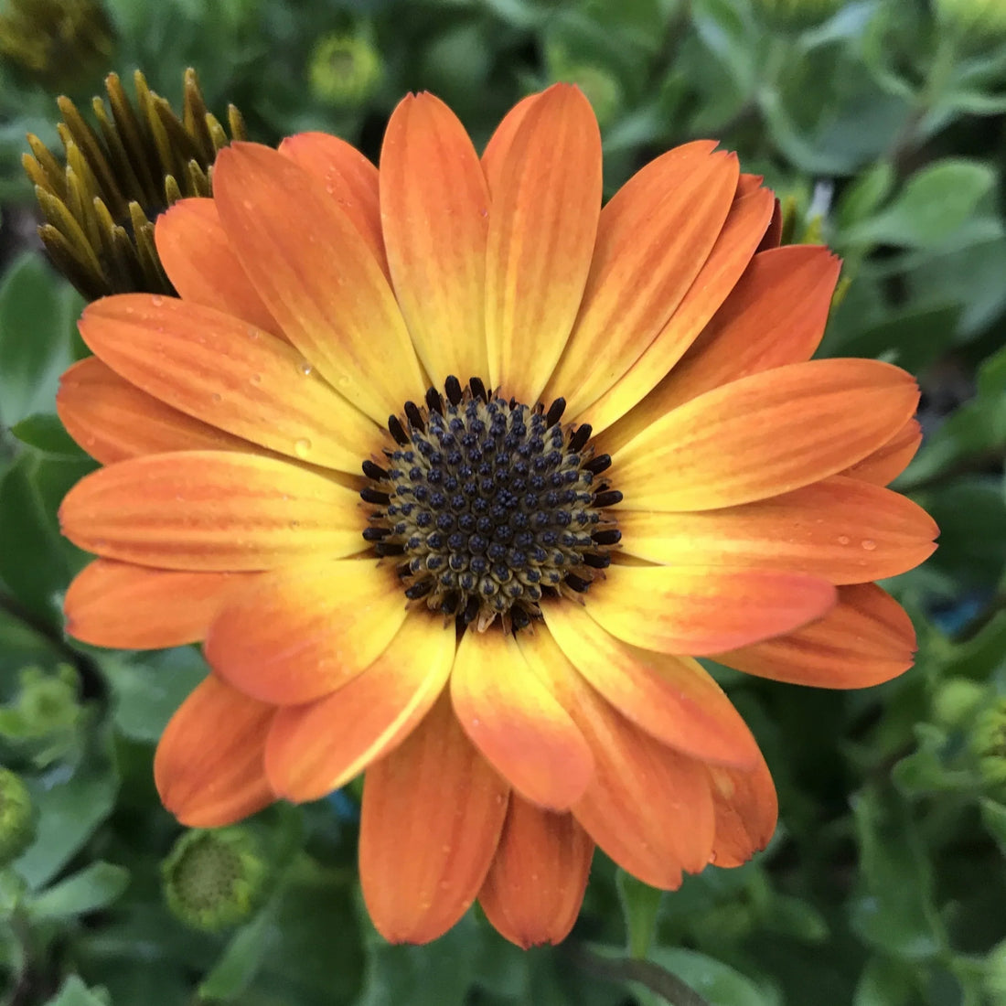 Orange Osteospermum flower seeds