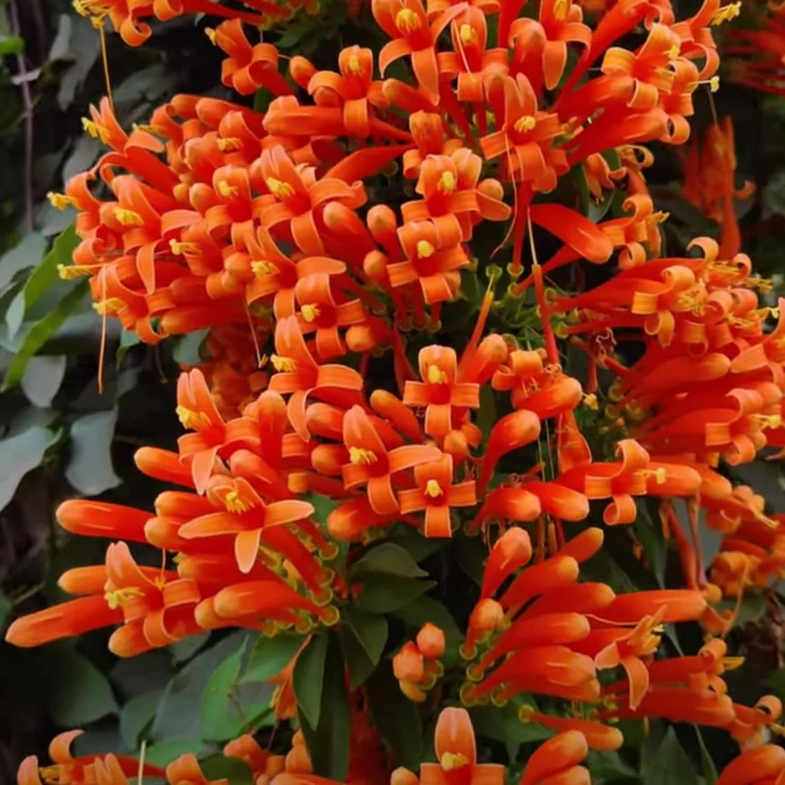 Creeper flower seeds