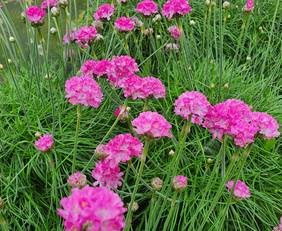 Armeria Maritima flower seeds
