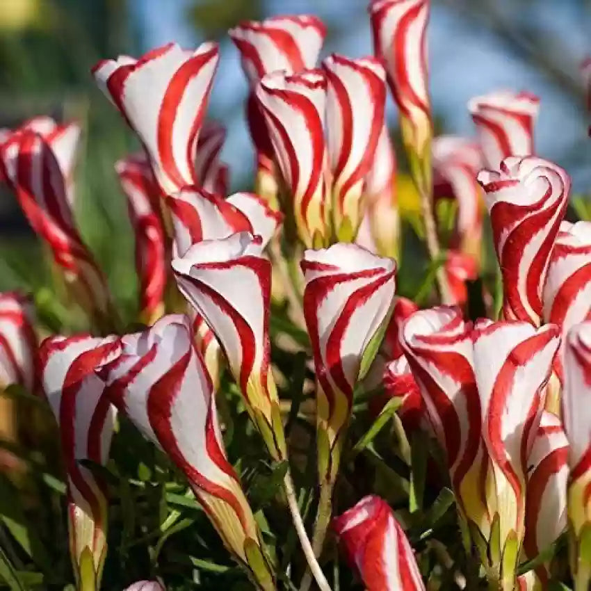 White Red flower seeds