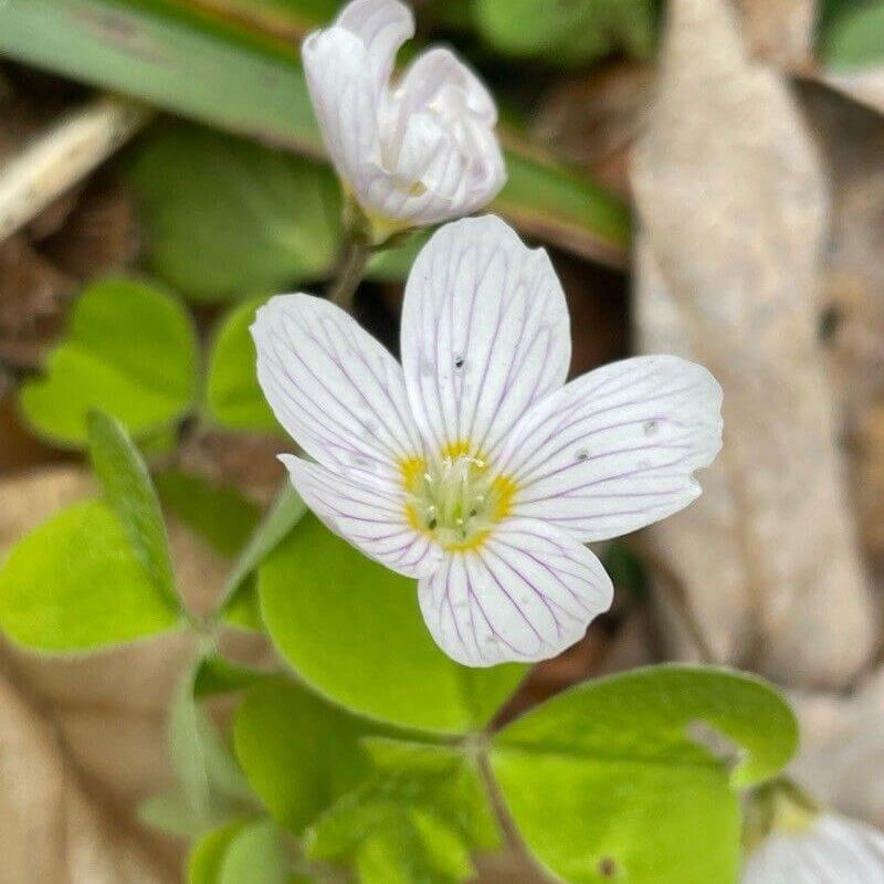 Acetosella oxalis plant