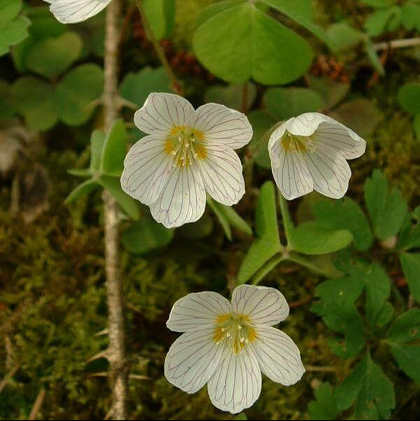 Acetosella oxalis plant