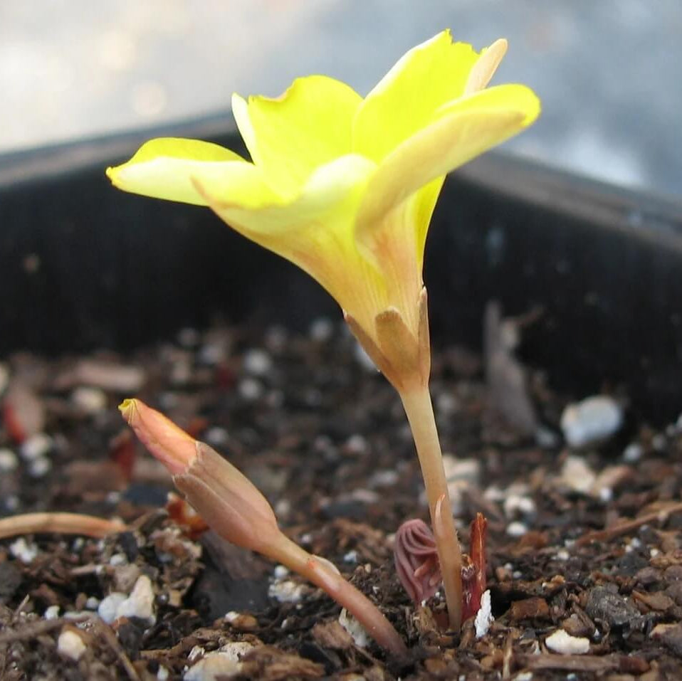 African oxalis plant