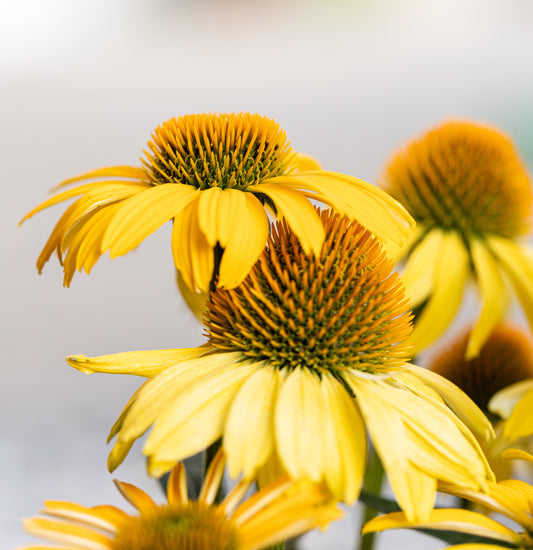 Ozark Gold Coneflower Flower Seeds for Planting – Heirloom Non-GMO Garden Seeds