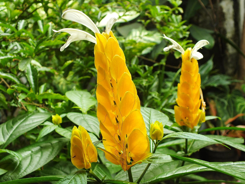 Lutea Flower Seeds for Planting – Heirloom Non-GMO Garden Seeds