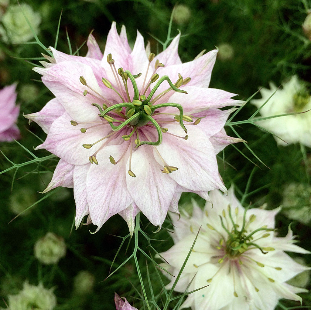 Pink Nigella flower seeds