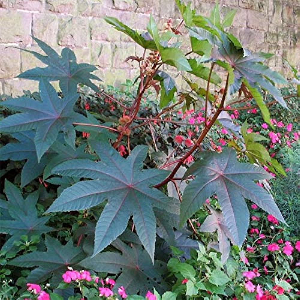 Castor Bean Plant Seeds for Planting – Heirloom Non-GMO Garden Seeds