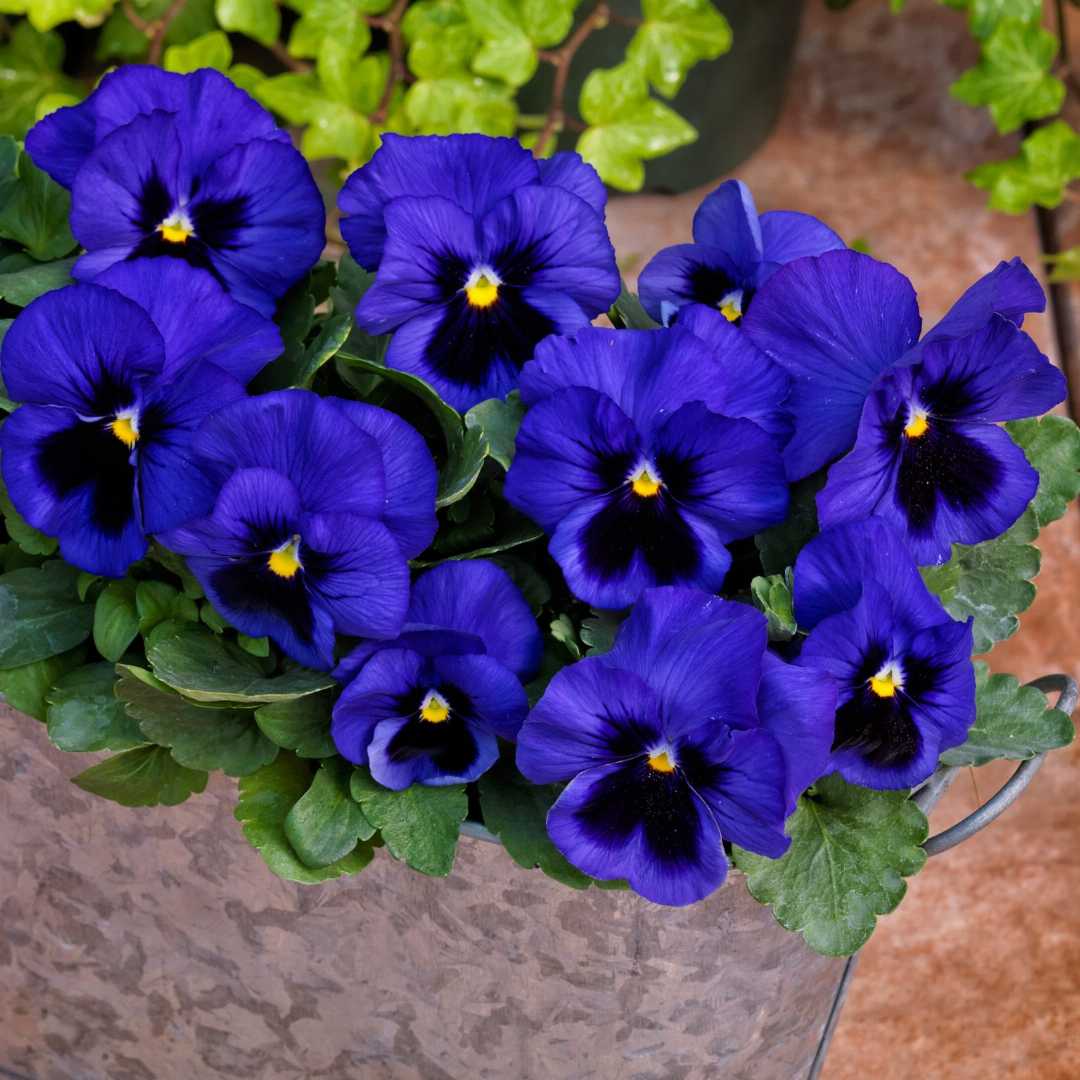 Blue Yellow flower seeds