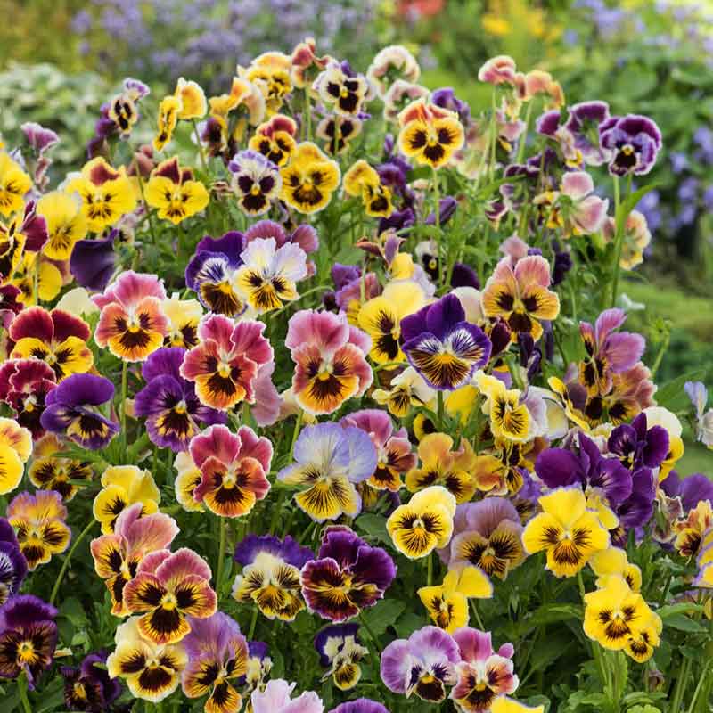 Cottage Essential Pansy plant