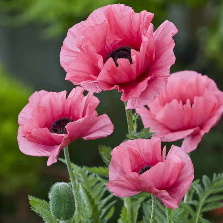 Rosa Farbe flower seeds
