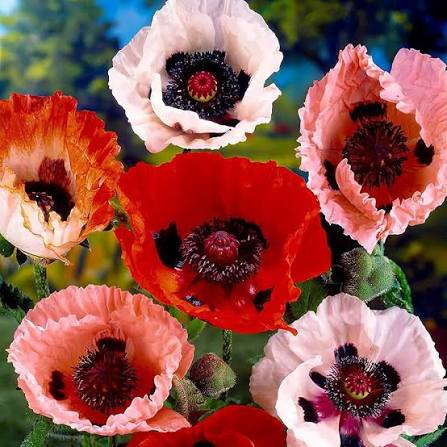 Oriental Poppy Papaver Orientale Flower Seeds for Planting