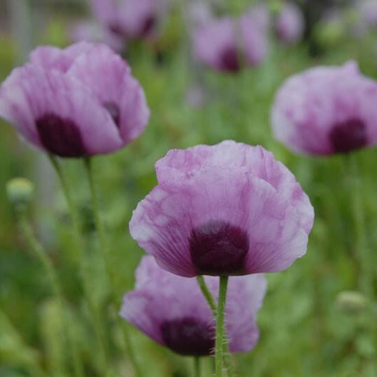 Papaver somniferum Poppy plant