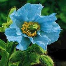 Papaver Somniferum Poppy Flowers in Ornamental Display
