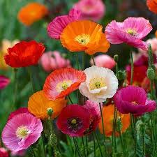 Papaver Somniferum Poppy Flowers in Ornamental Display