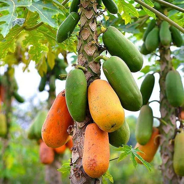 papaya fruit seeds