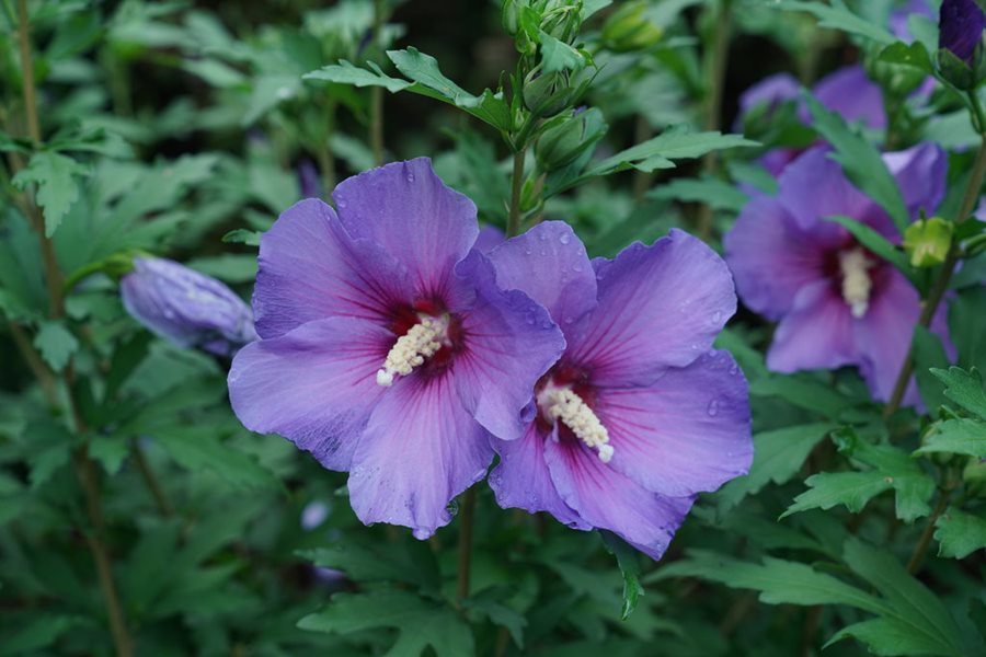 Hibiscus Syriacus flower seeds
