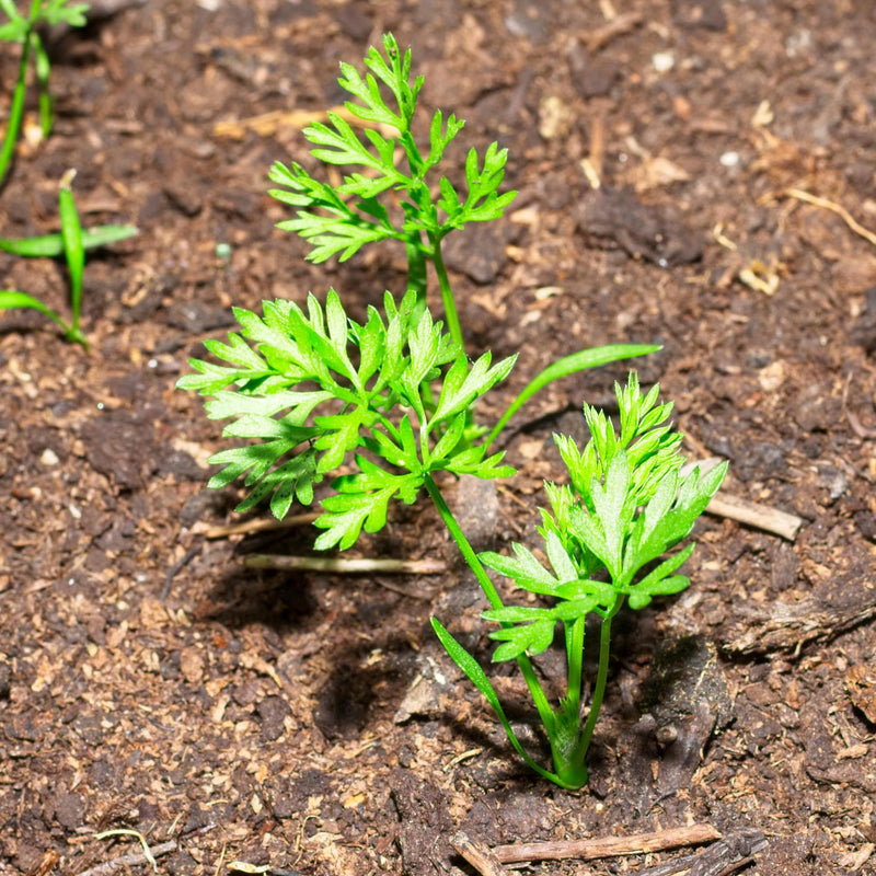 Paris Carrot Vegetable Seeds for Planting – Heirloom Non-GMO Garden Seeds