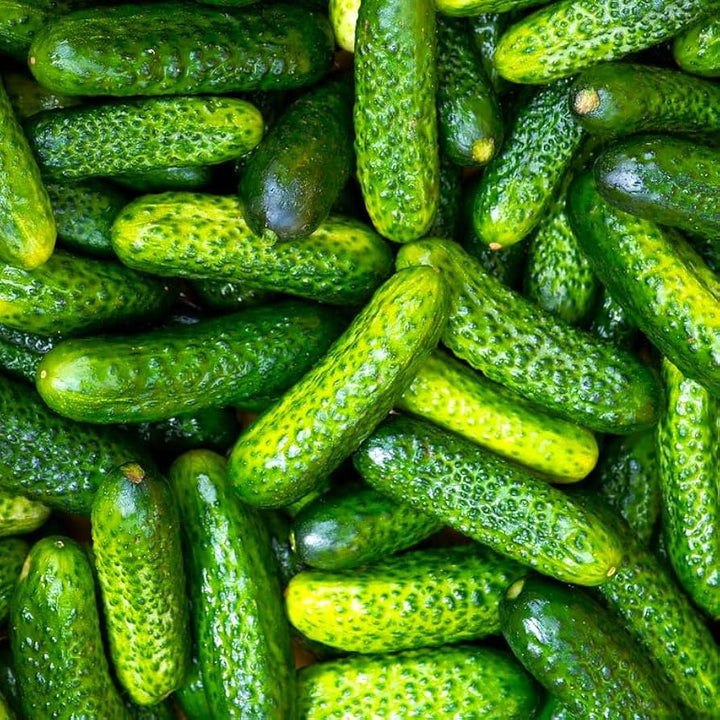 Parisian Pickling Cucumber Seeds