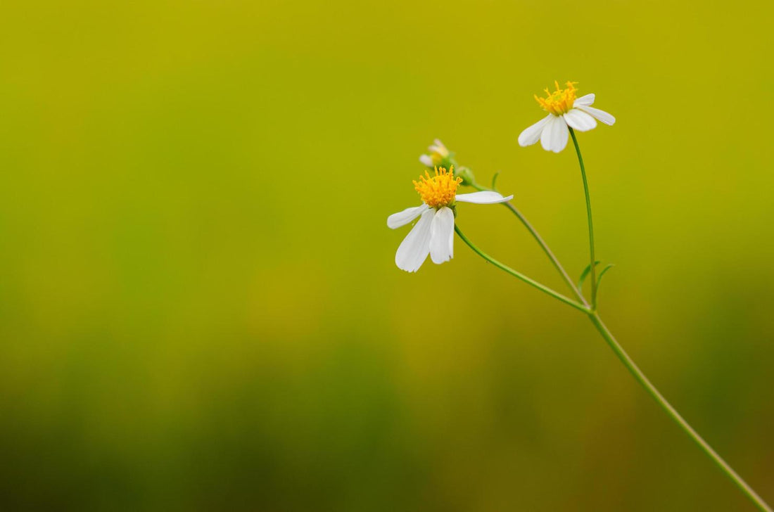 Spanish Needles flower seeds