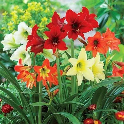 Amaryllis flower seeds